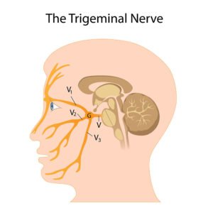 Anatomy of Trigeminal Nerve