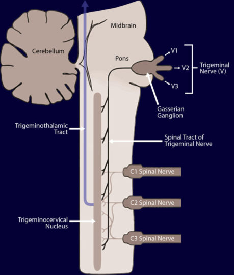 Trigeminal nerve, trigeminal nerve nucleus, headache, migraine, cluster headache, facial pain, atypical facial pain, triptan, topamax, botox